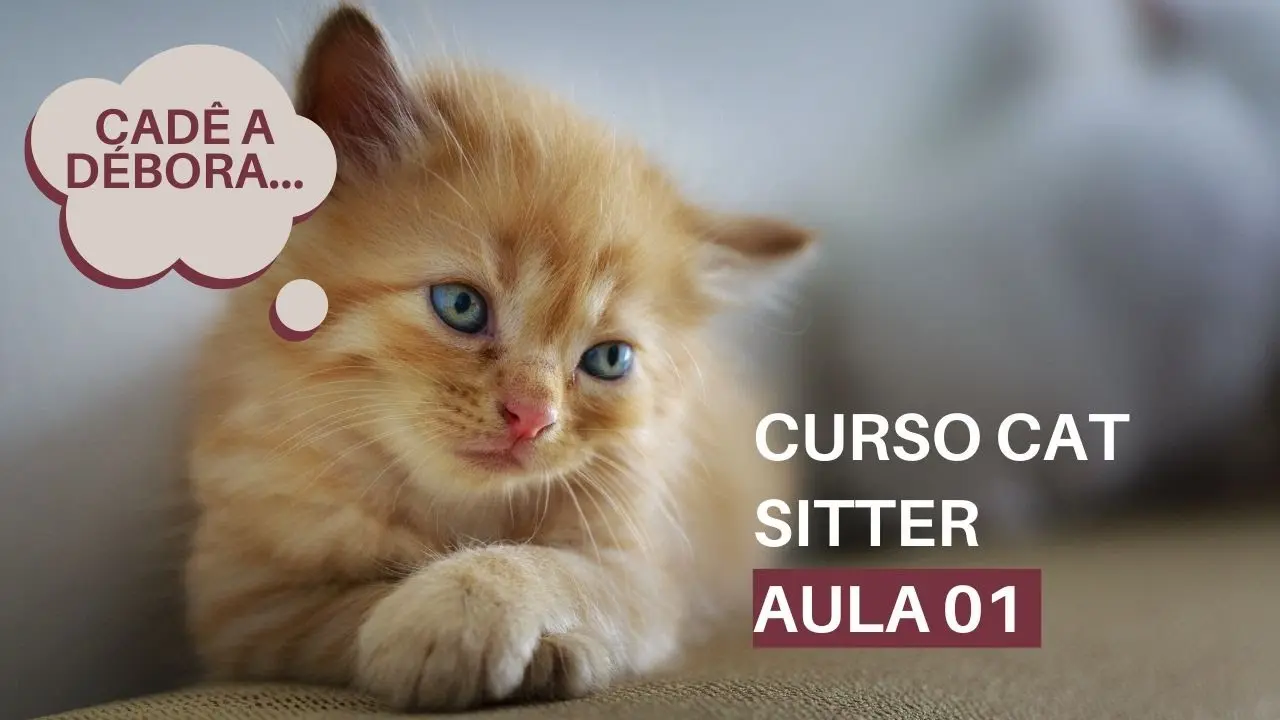 curso cat - Qué es el curso CAT