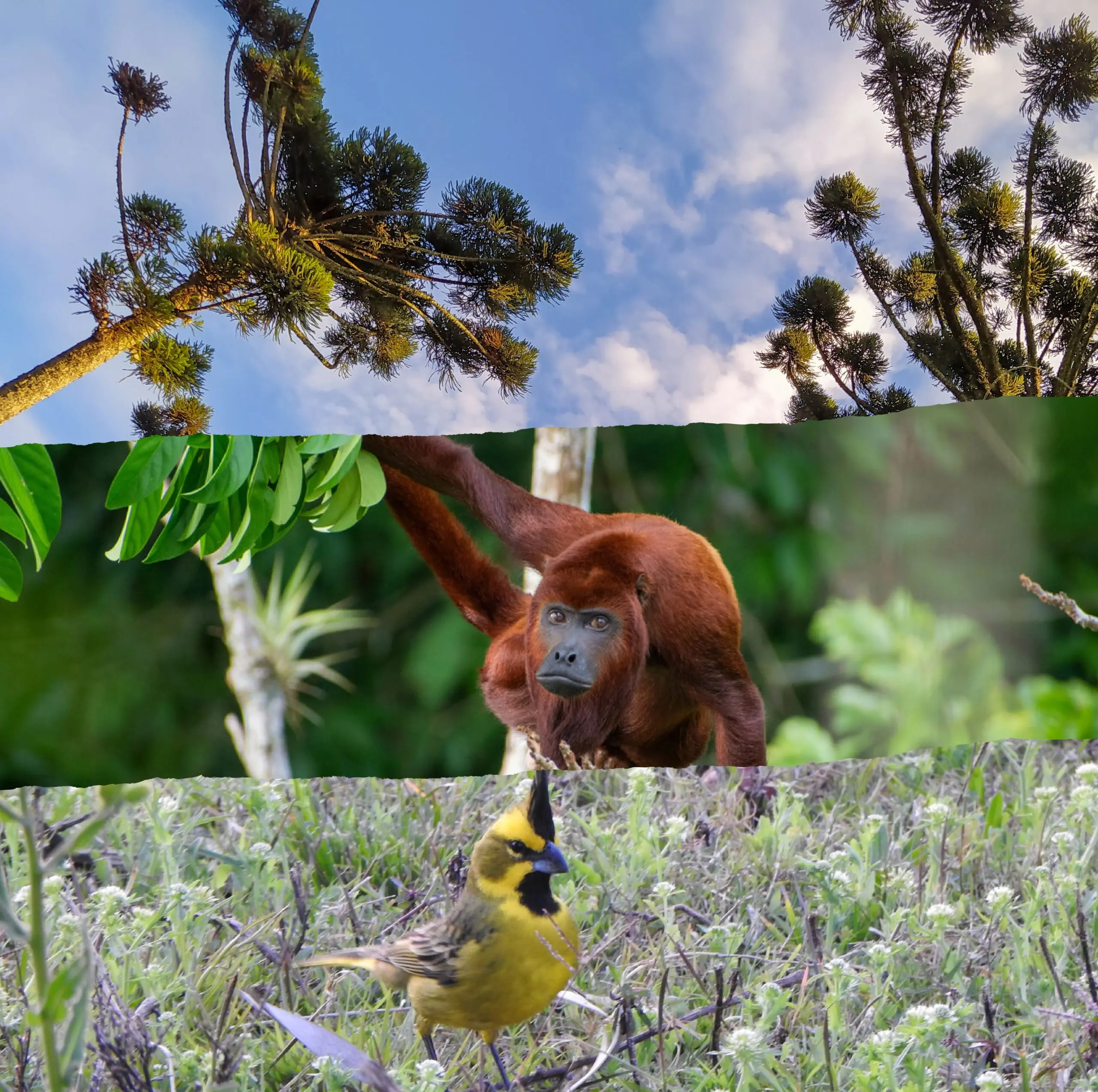 Fundación Vida Silvestre: Cursos y Programas para la Conservación - Qué es la Fundación Vida fundacion vida silvestre cursos - Qué es la Fundación Vida