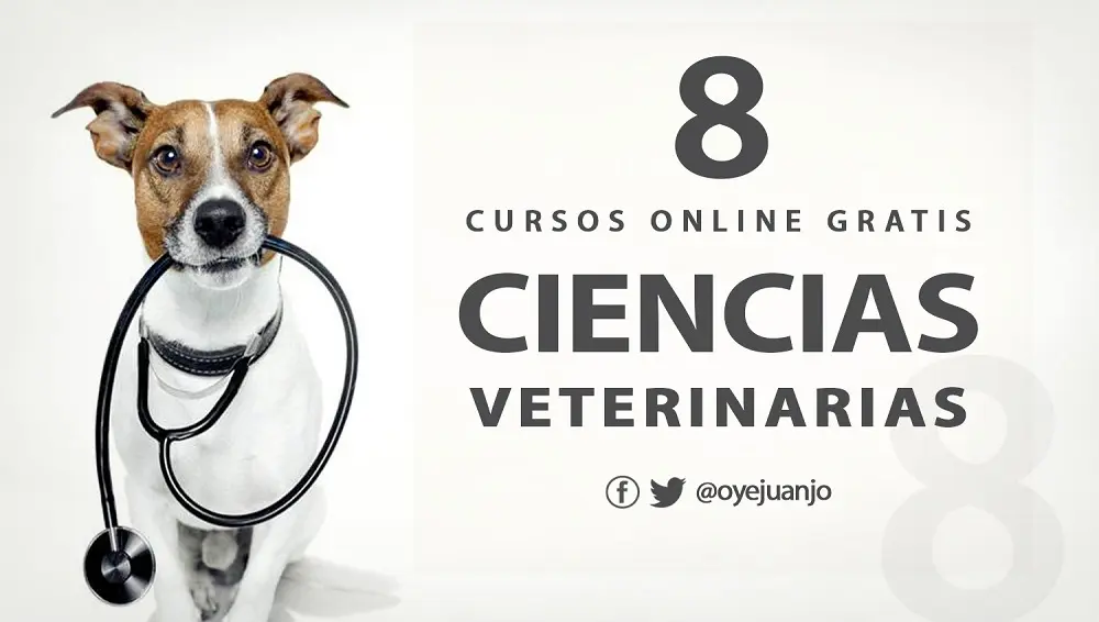 veterinarios en web cursos - Qué es Vetesweb
