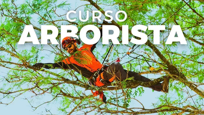 Curso Arborista: La Guía Definitiva para Convertirte en un Profesional - Qué estudiar para ser arborista curso arborista - Qué estudiar para ser arborista
