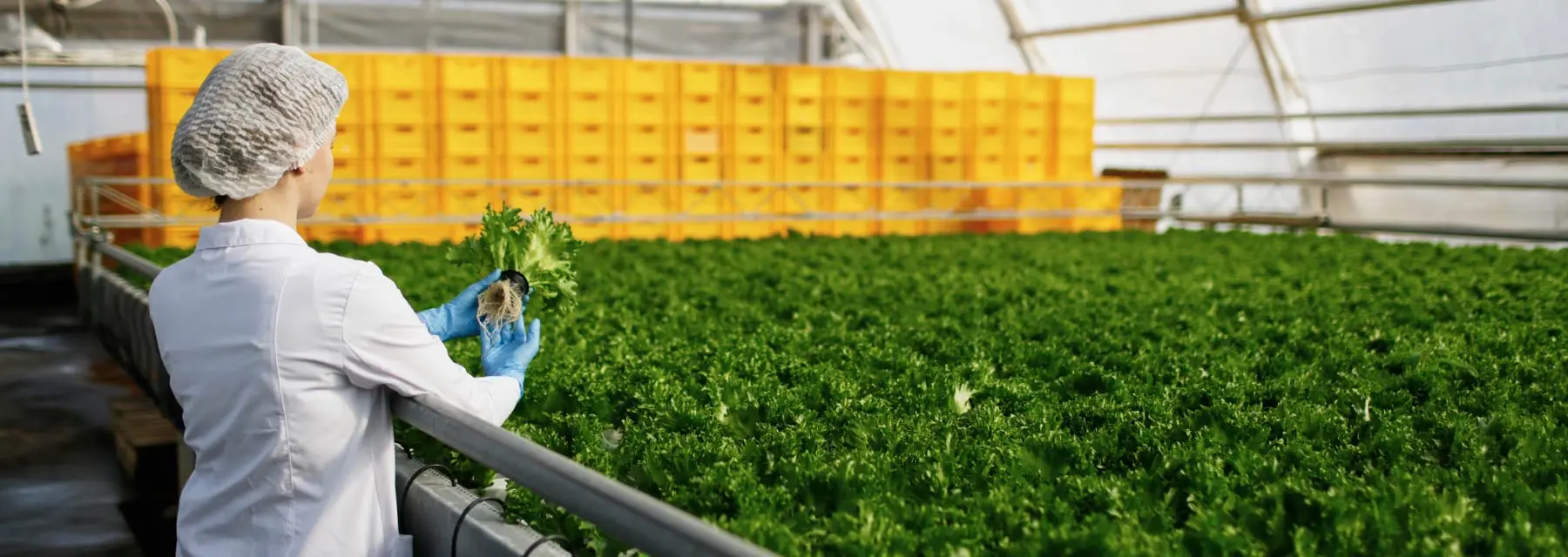 control de calidad de alimentos cursos - Qué estudiar para ser técnico de calidad alimentaria