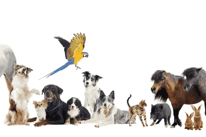 cursos animales - Qué estudiar para trabajar con animales