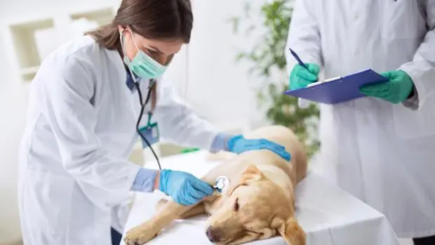 Curso Perito Veterinario: Guía Completa para Aspirantes - Qué hace un perito veterinario curso perito veterinario - Qué hace un perito veterinario