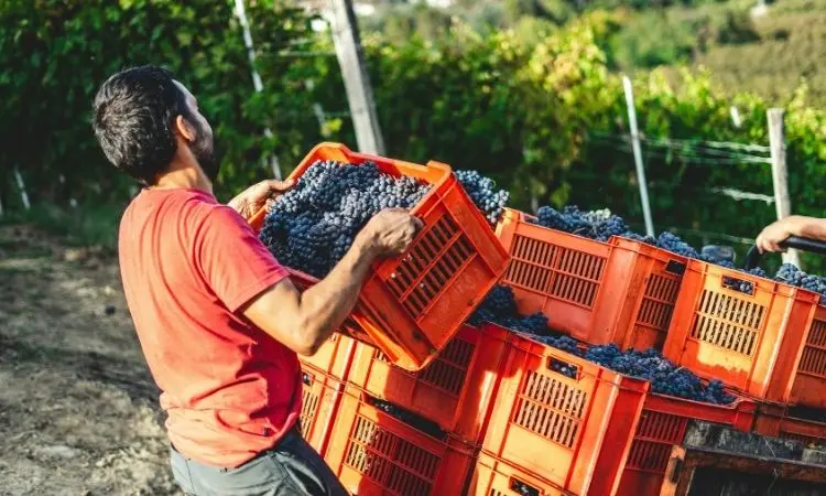 curso enologo - Qué hay que estudiar para ser enólogo