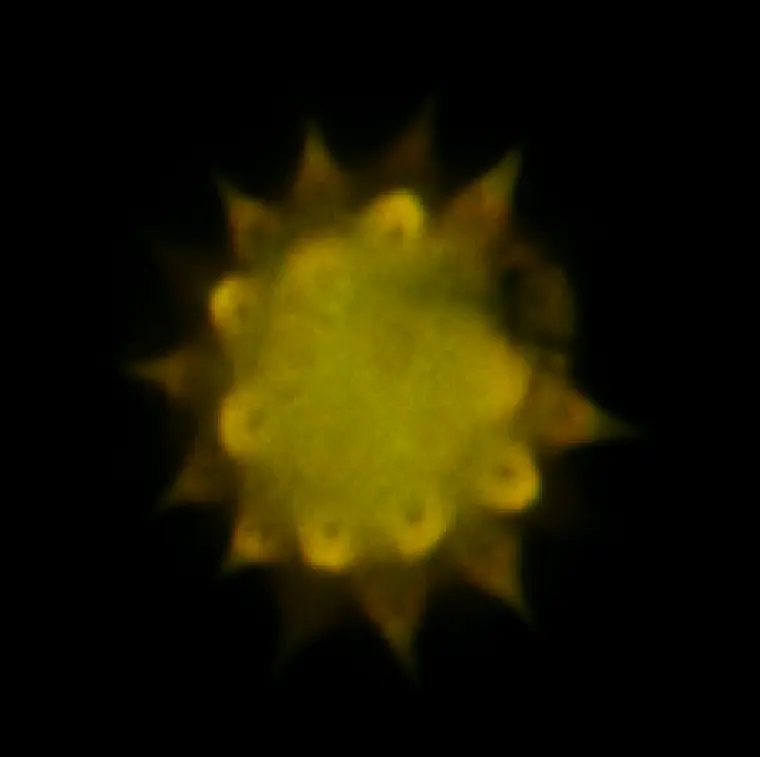 curso de microscopia confocal - Qué muestras se pueden observar en el microscopio confocal