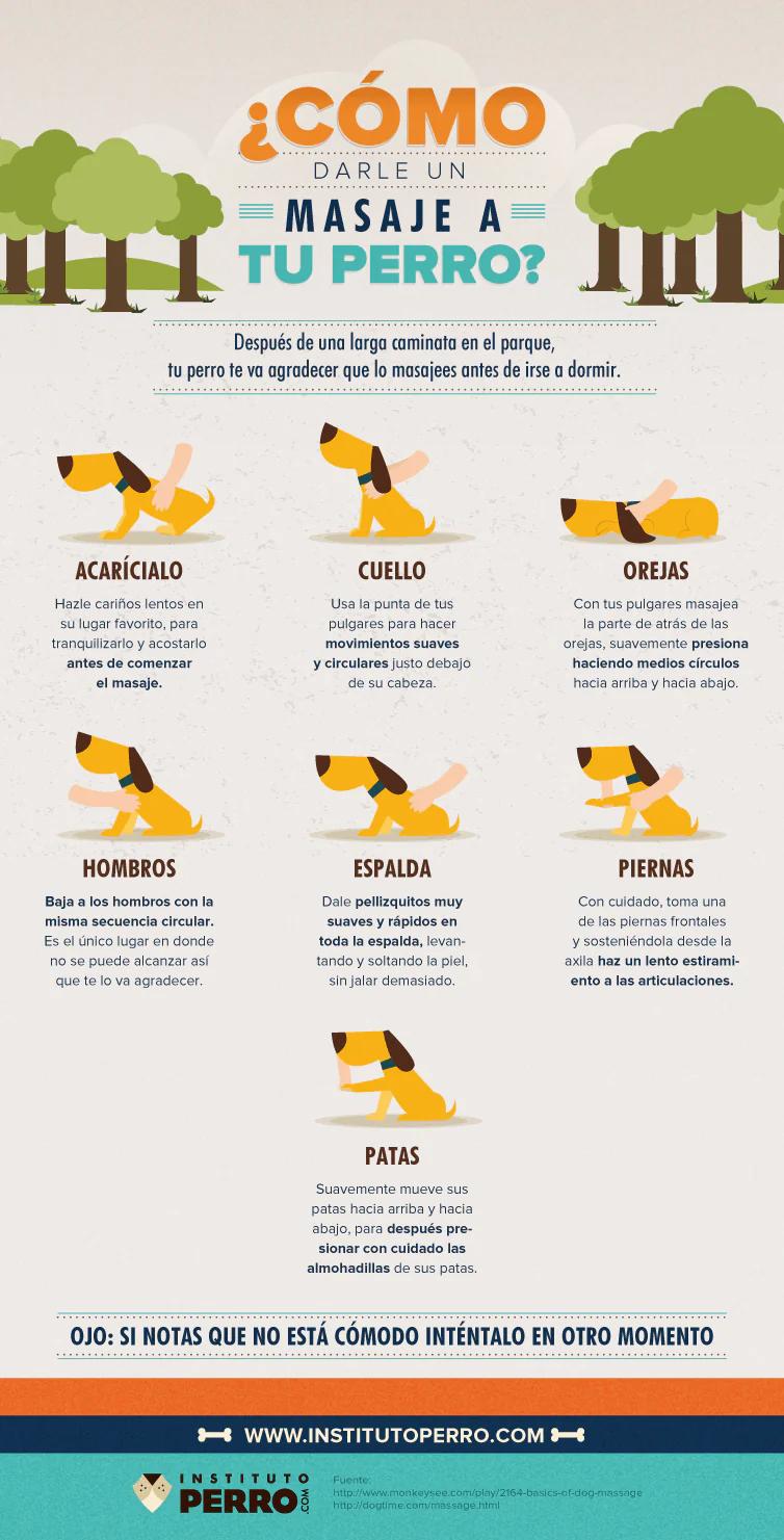 curso de masajes para perros - Qué necesitas para ser masajista canino