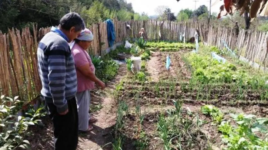 inta cursos a distancia - Qué se estudia en INTA