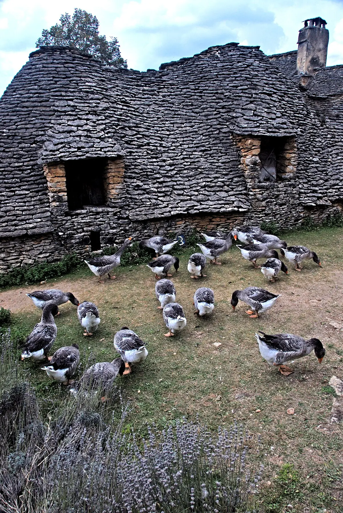 curso de avicultura gratis - Qué se estudia en la avicultura