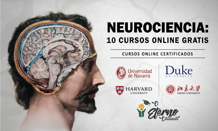 Curso de Neurobiología: Una Inmersión en el Complejo Mundo del Cerebro - Qué se estudia en la Neurobiología curso de neurobiologia - Qué se estudia en la Neurobiología