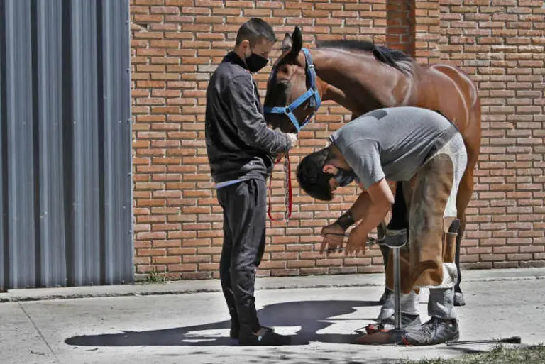 curso de herrador de caballos en la plata - Qué se estudia para ser herrador