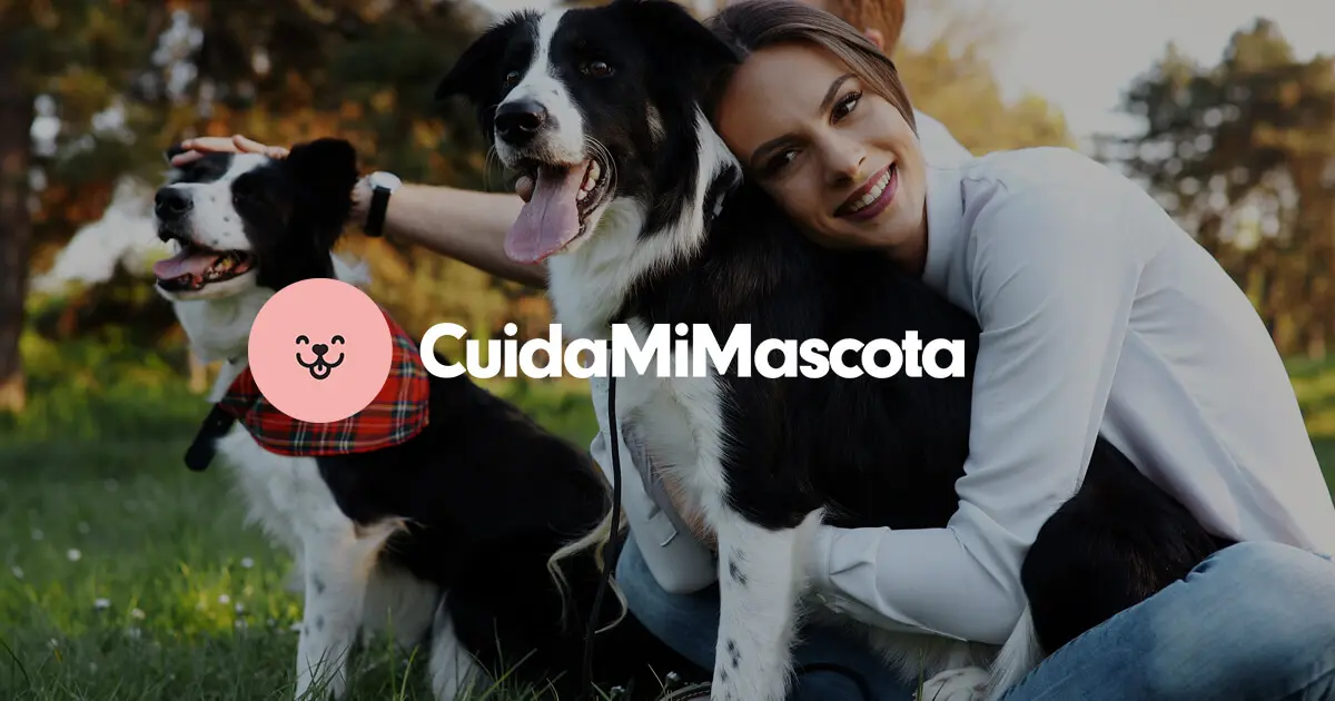 cursos para mascotas - Qué se necesita para ser cuidador de mascotas