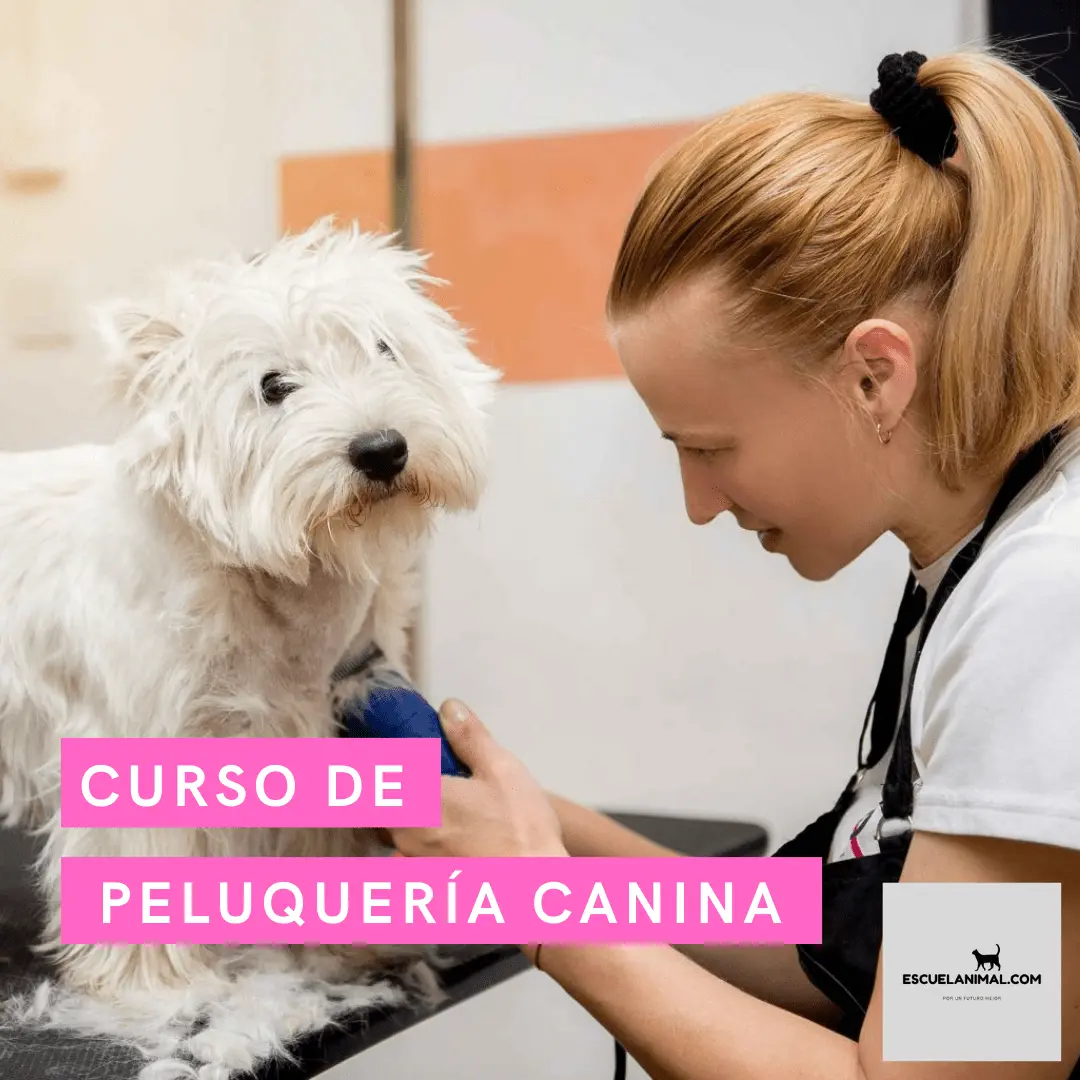 curso para cortar el pelo a los perros - Qué se necesita para ser peluquero canino