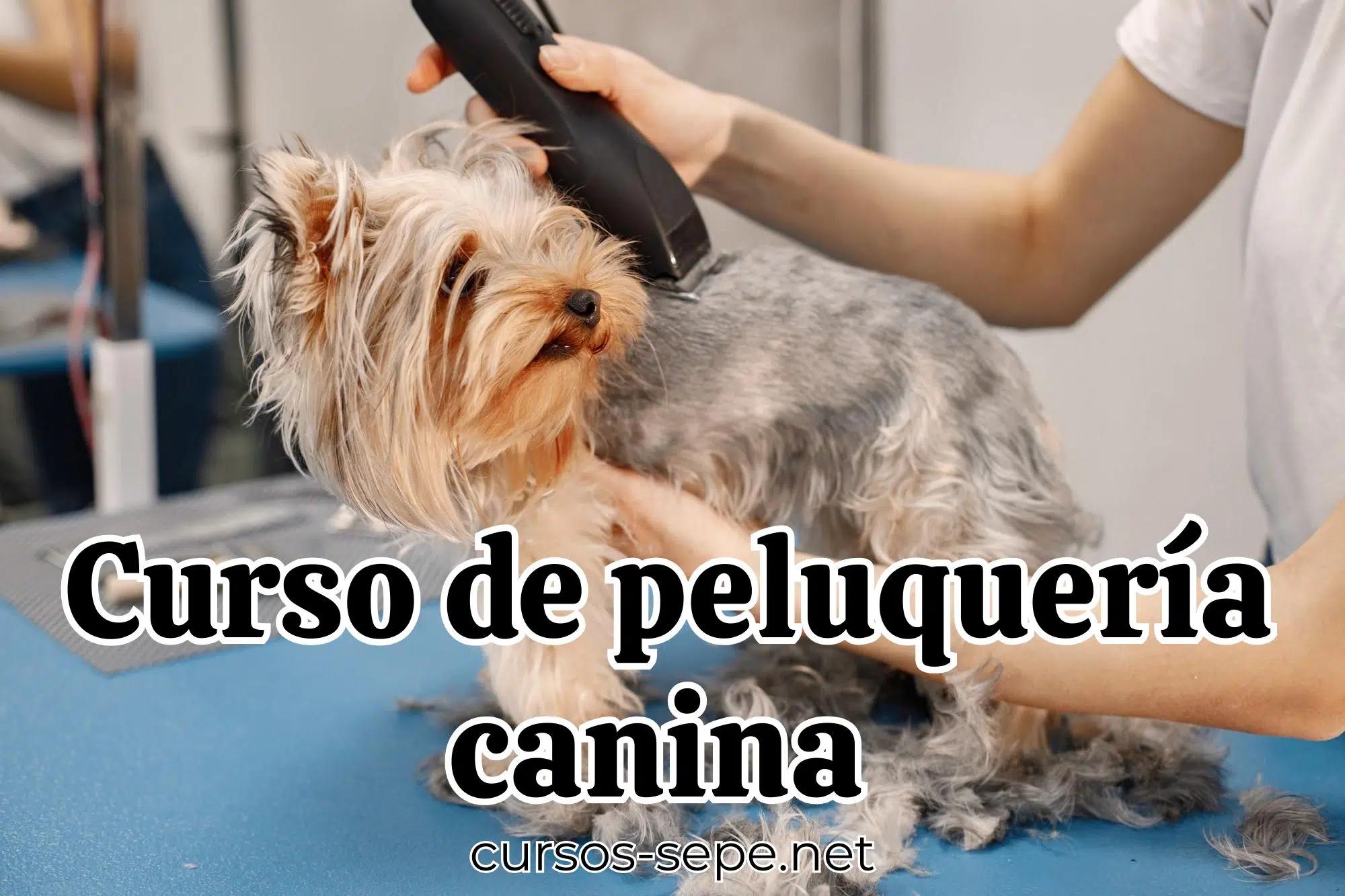 cursos de estetica canina gratis - Qué se necesita para tener una estética canina