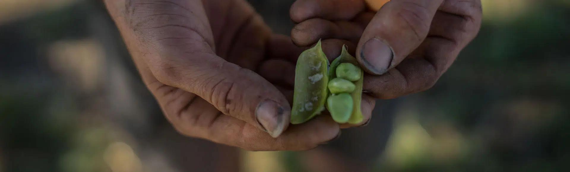 curso soberania alimentaria - Qué significa soberanía alimentaria