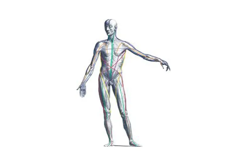 curso cadenas miofasciales - Qué son las vías miofasciales