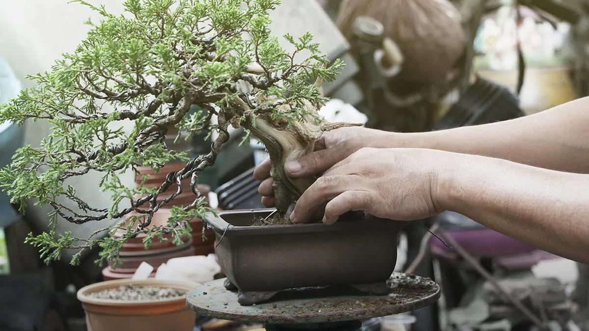 curso de bonsai - Qué tan difícil es hacer un bonsái