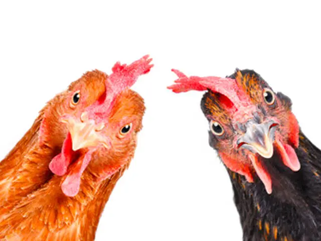 curso criadero de pollos - Qué tan rentable es poner una granja de pollos