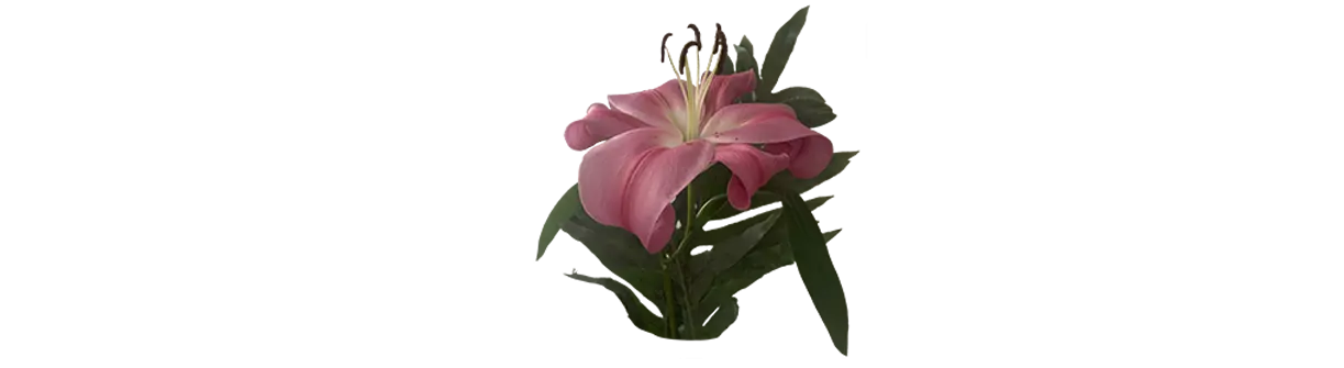 curso de carisma - Qué tipos de carisma existen