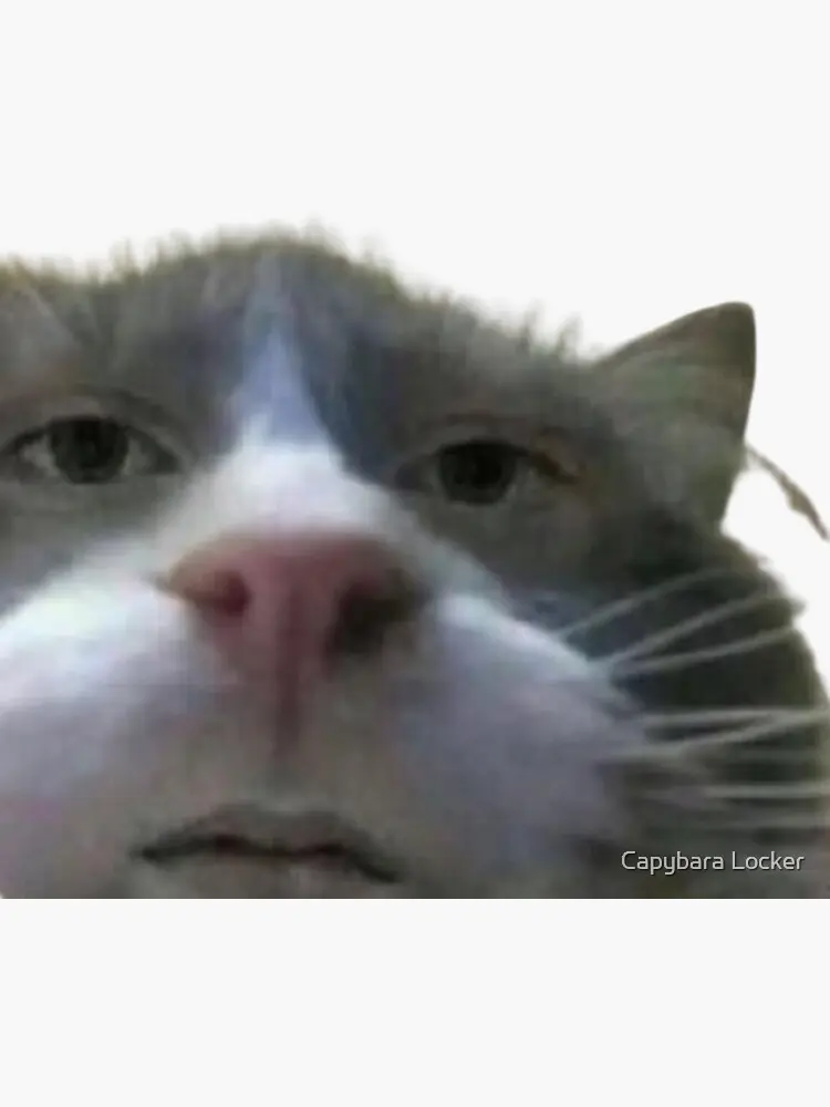 cursed cat - What is the cursed cat meme