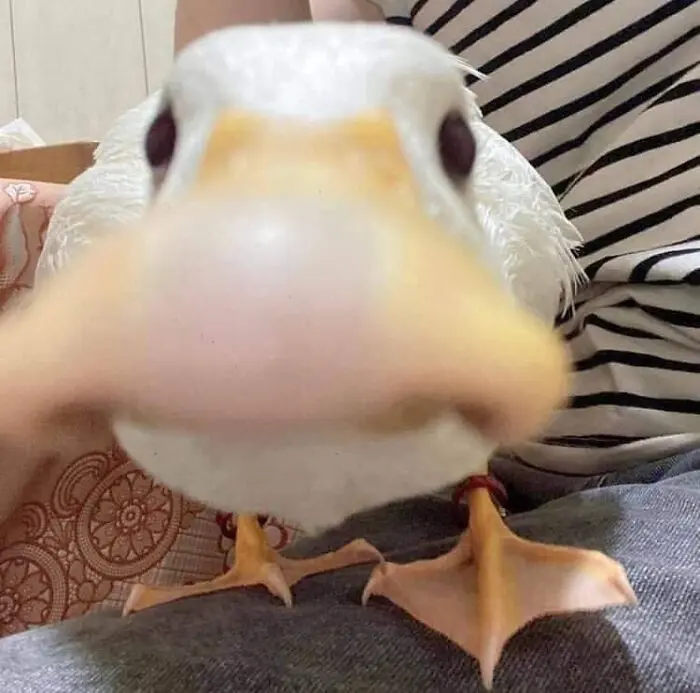 cursed duck - What is the purpose of Clusterduck