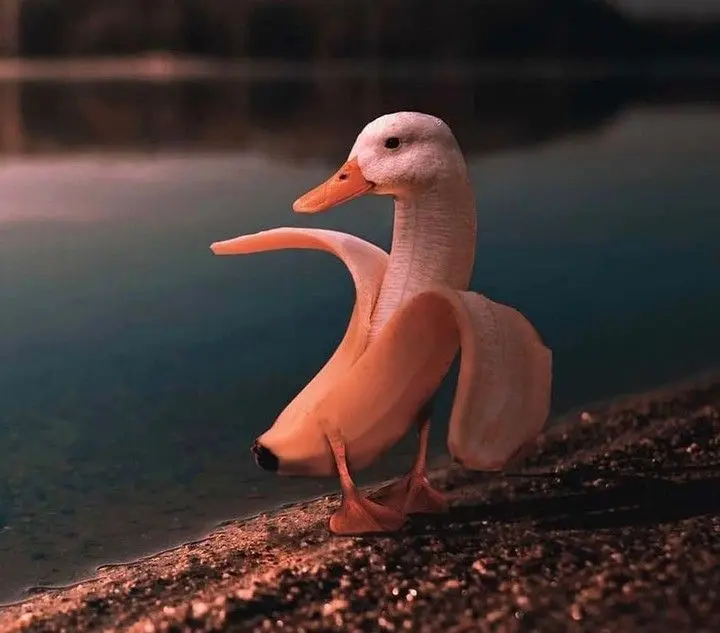 cursed duck - What is the rarest duck in the world
