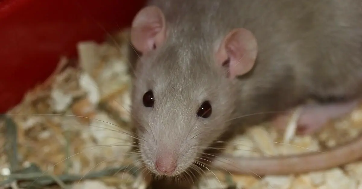 cursed rat images - What is the stigma of rats