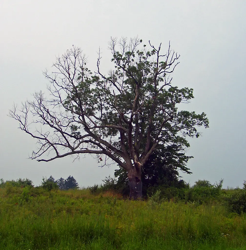 cursed tree - Why is it called the Devil's tree